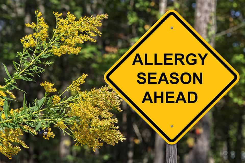 Embrace Allergy Season with Tucson Tea's Allergy Relief Blend Tucson