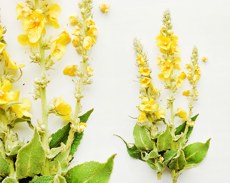 Mullein Leaf as a tea ingredient