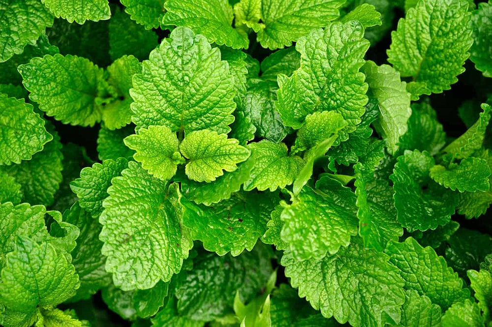 The Calming Benefits of Lemon Balm: Why It’s a Must-Have Tea Ingredient