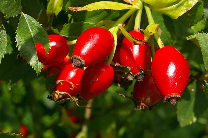 Ingredient Spotlight: Rose Hips