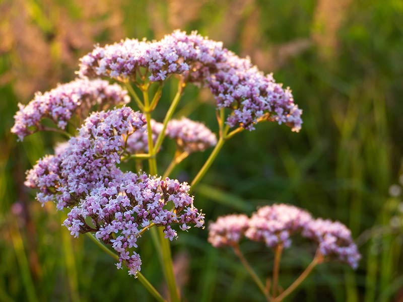 Experience the Relaxing Benefits of Valerian Root: The Perfect Way to Wind Down and Unwind